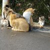 呉のとある場所でネコ一家に遭遇。