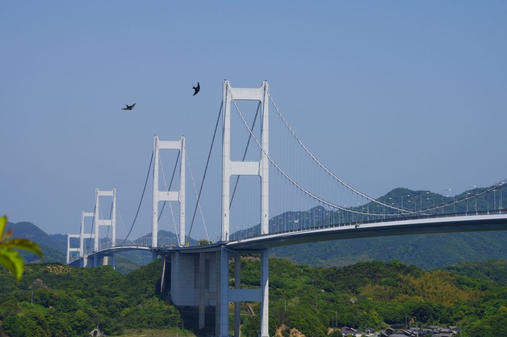 ツバメたちの曲芸飛行