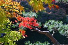 広島空港近くの三景園にて