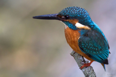 Kingfisher portrait 