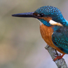 Kingfisher portrait 