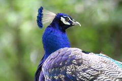 Peacock　 portrait