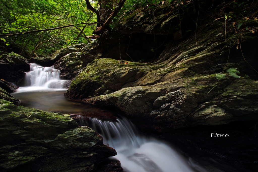 ～Forest Bathing～