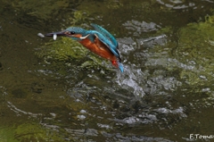 ～Kingfisher～