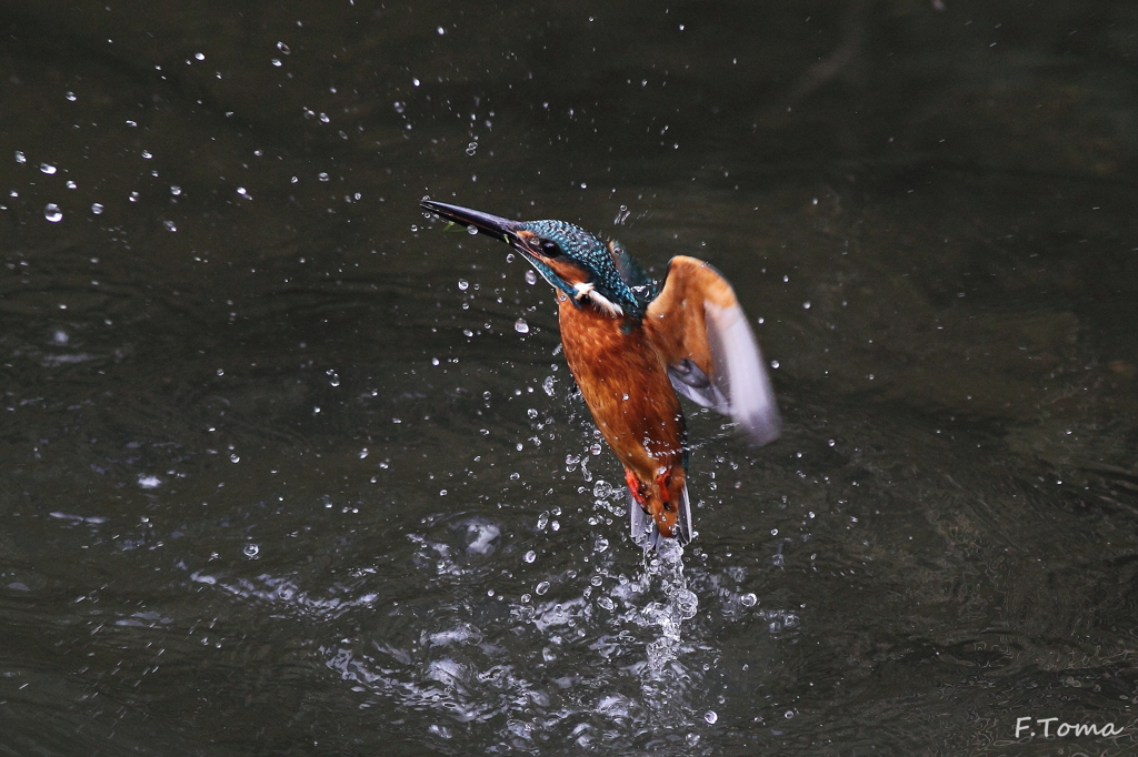 ～Kingfisher～