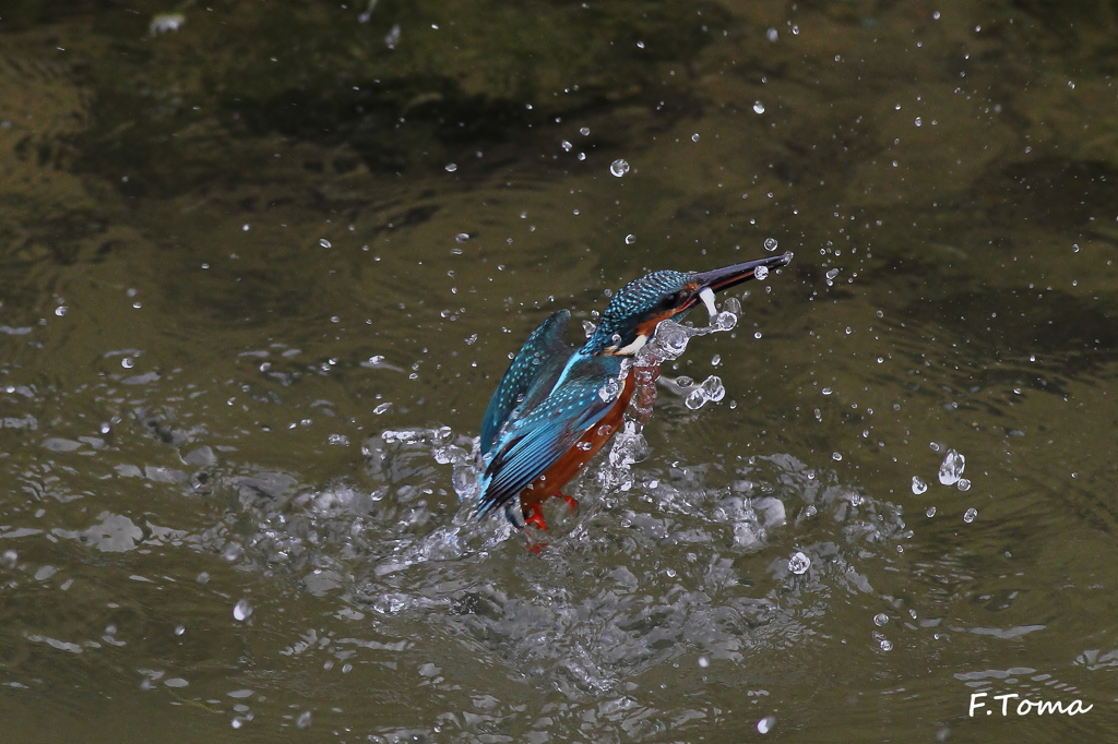 ～Kingfisher 2～