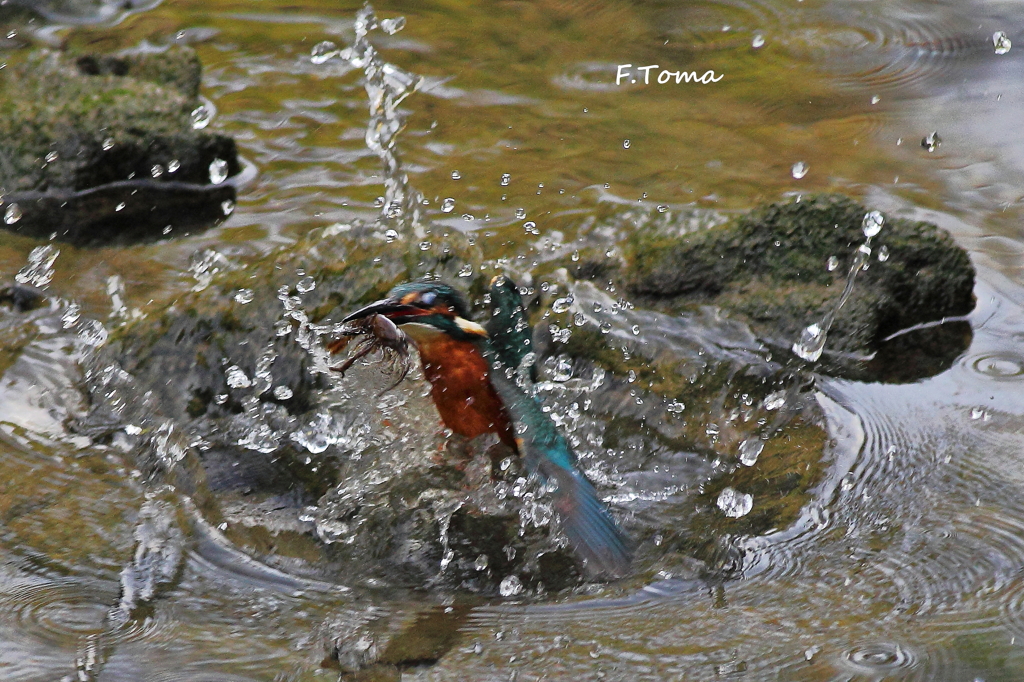 ～Get the shrimp　Ⅰ～