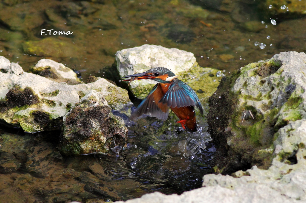 ～Get the shrimp　Ⅱ～