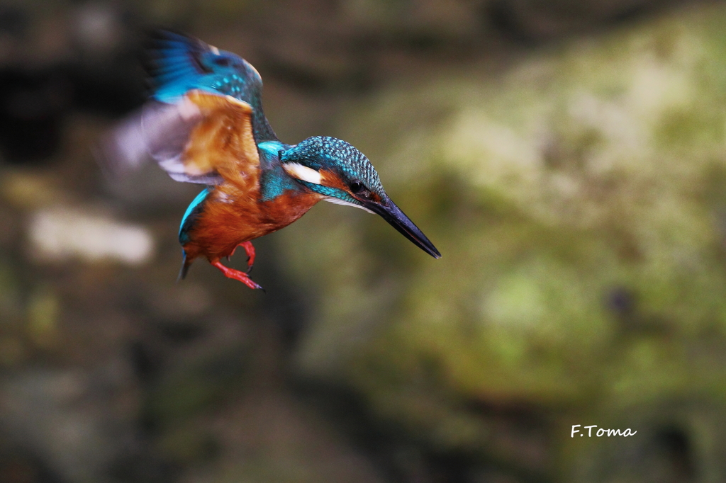 ～King flying　Ⅱ～