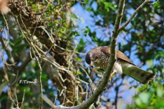 ～Mealtime of gray-faced buzzard～