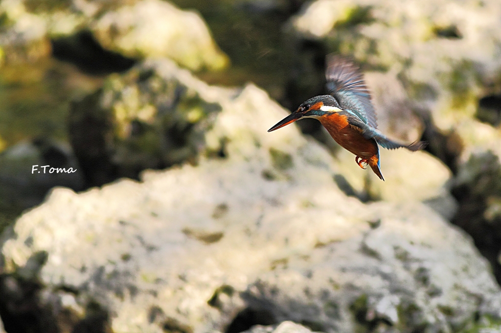 ～King flying　Ⅰ～