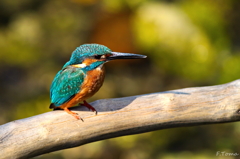 ～Kingfisher～