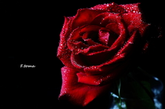 ～The Rose～