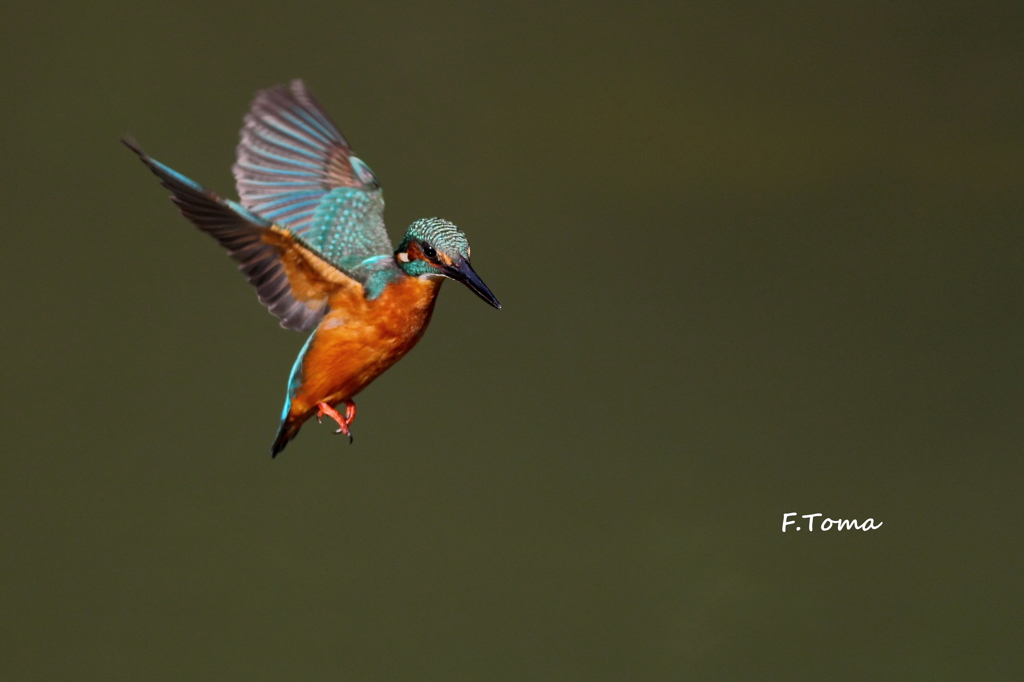 ～King flying　Ⅲ～