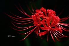 ～Red Spider Lily～