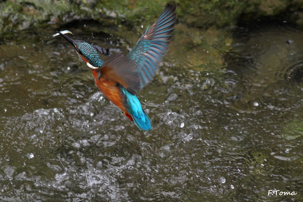 ～Kingfisher 3～