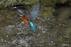 ～Kingfisher 3～