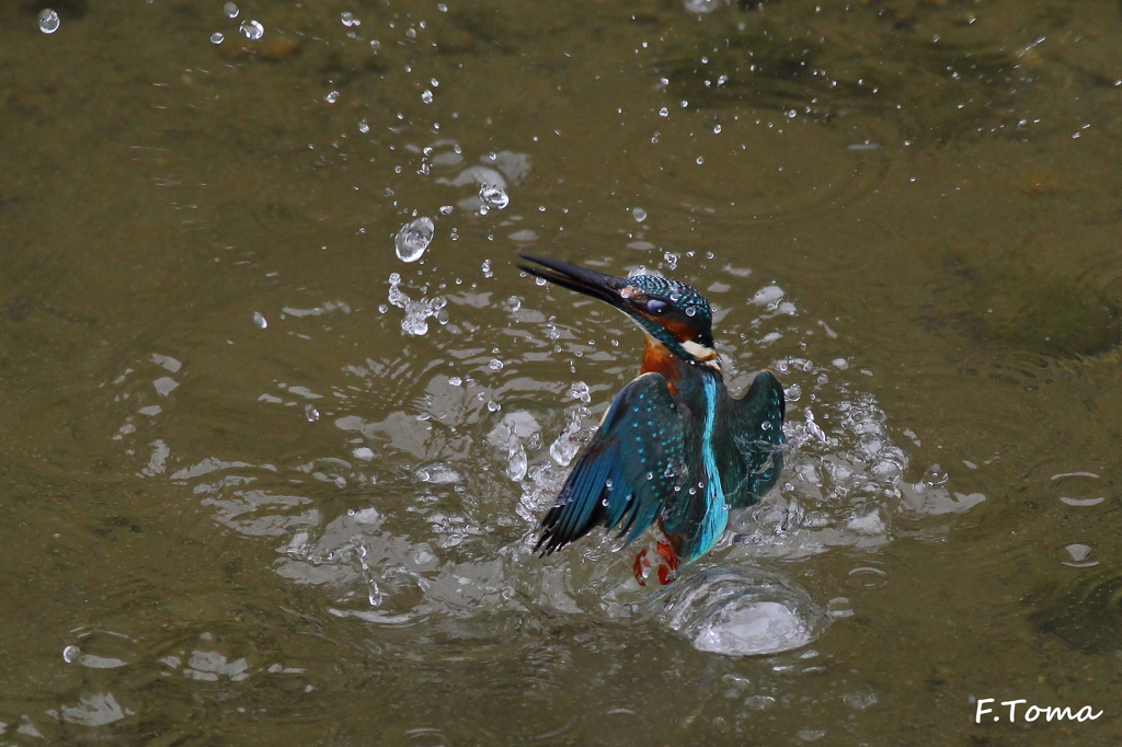 ～Kingfisher 4～