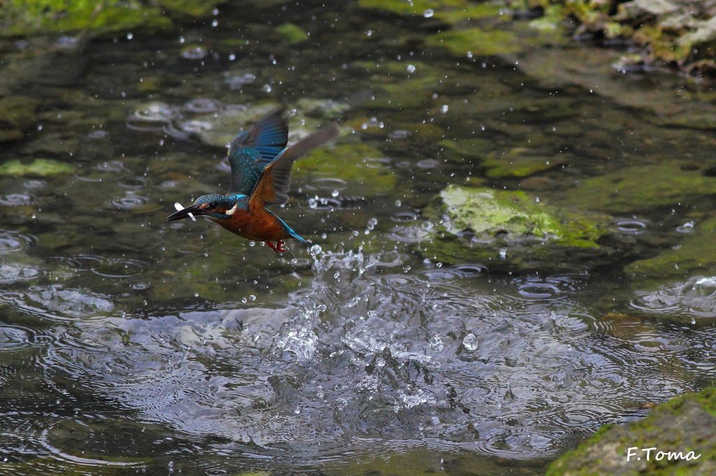～Kingfisher 1～
