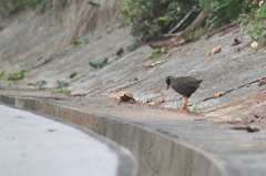 ヤンバルクイナ