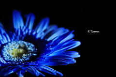 Dreamy Gerbera