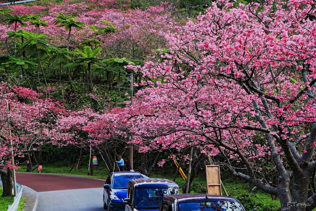 ～Cherry-blossom～