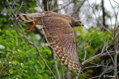 ～Gray-faced buzzard～