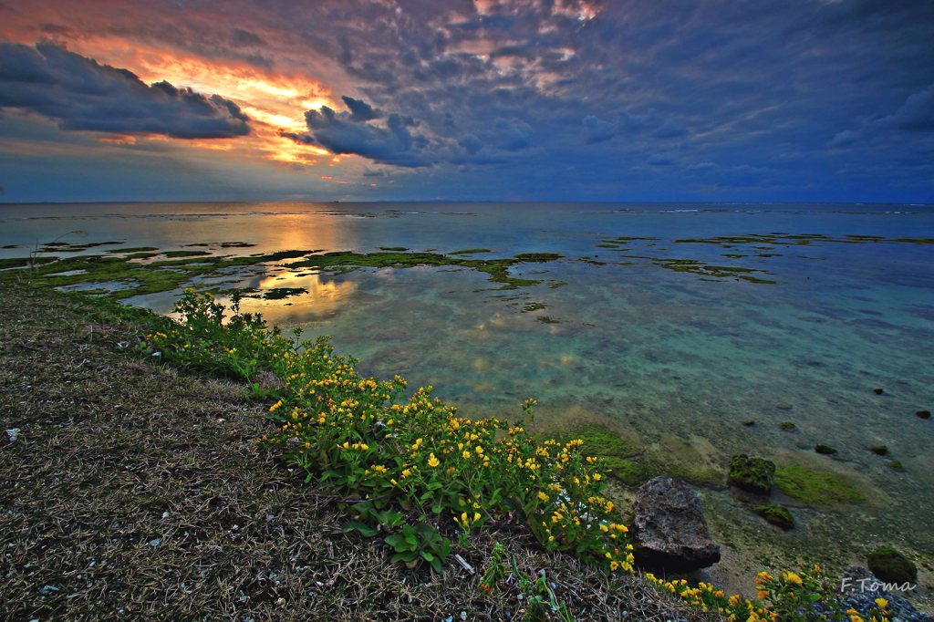 ～Coast of yellow flowers～