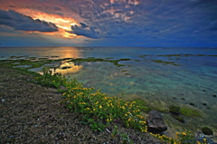 ～Coast of yellow flowers～