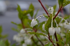 冷たい雨があがって　１