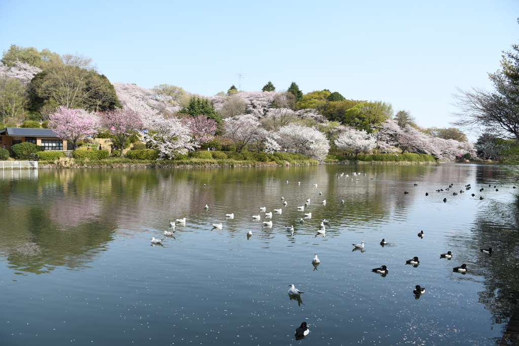 三ッ池公園