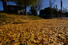 黄金色ふかふか♪