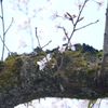 A25