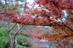 DSC_0216