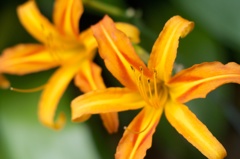 lily