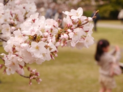 桜と女の子