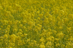 お花畑