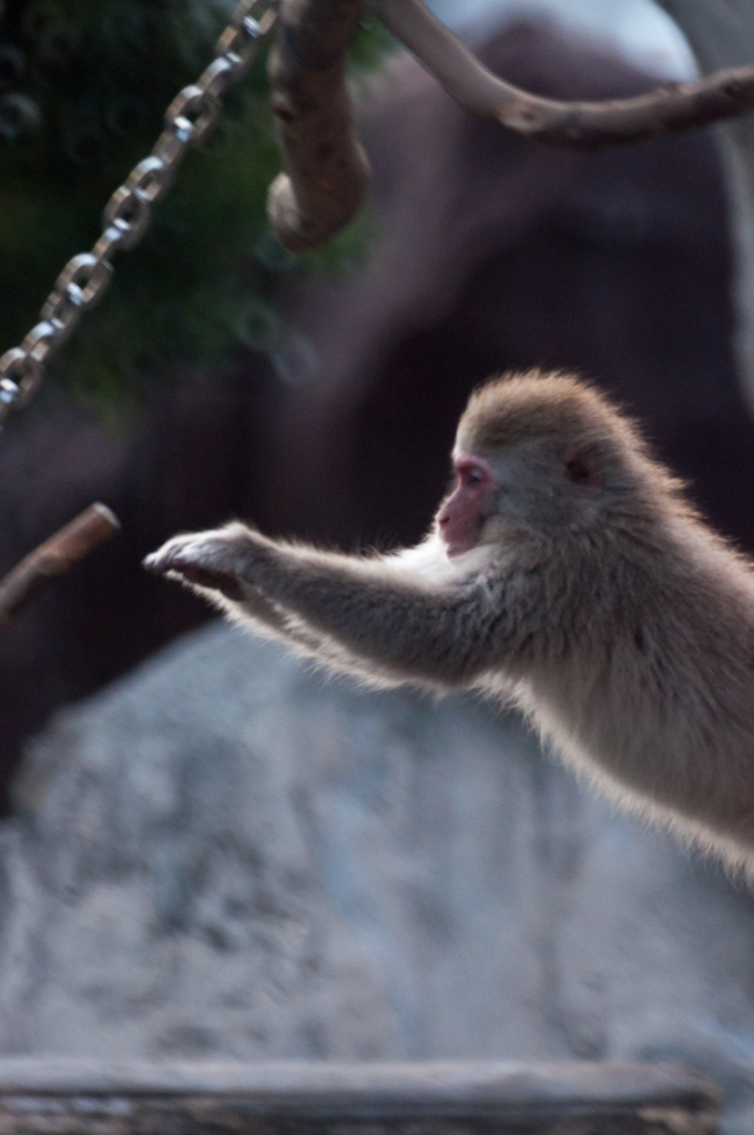 上野動物園