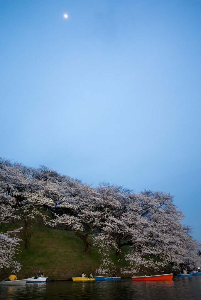 千鳥ヶ淵で月見桜