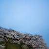 千鳥ヶ淵で月見桜