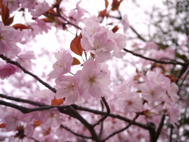 桜
