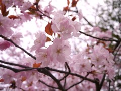 桜