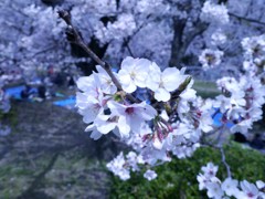 桜