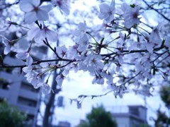 桜