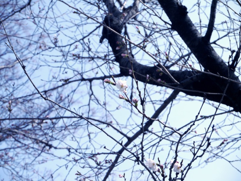 桜