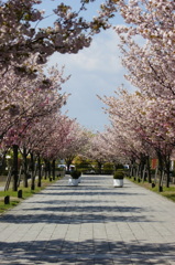 県庁桜