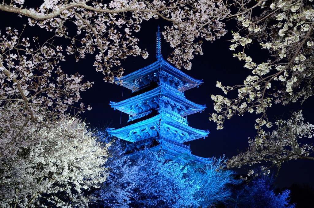 桜と備中国分寺ブルーライトアップ