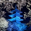 桜と備中国分寺ブルーライトアップ