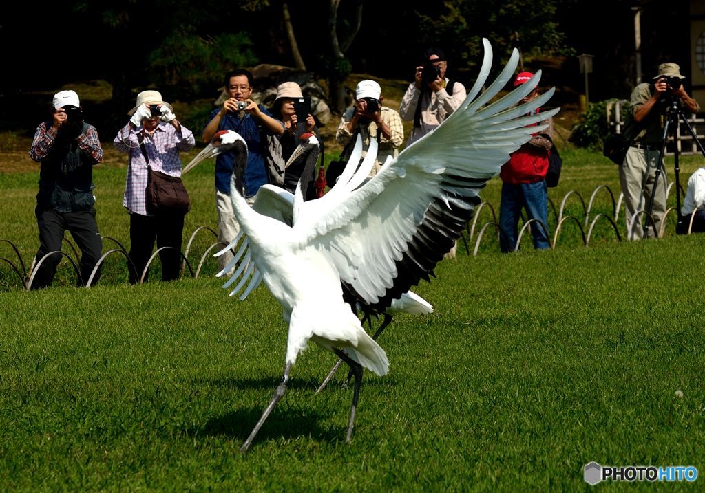 岡山後楽園 タンチョウの園内散策 ３ By Colt Verr Id 写真共有サイト Photohito