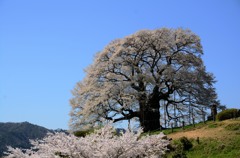 醍醐桜